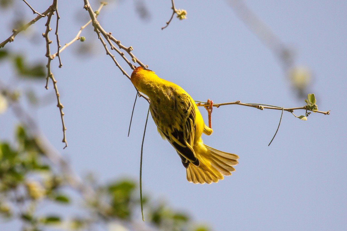 Vitelline Masked-Weaver - Tommy Pedersen