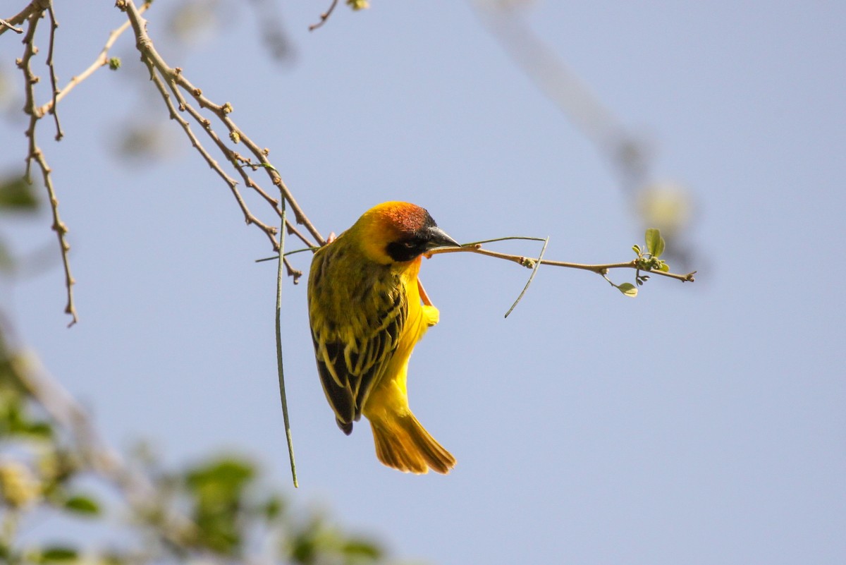 Vitelline Masked-Weaver - Tommy Pedersen