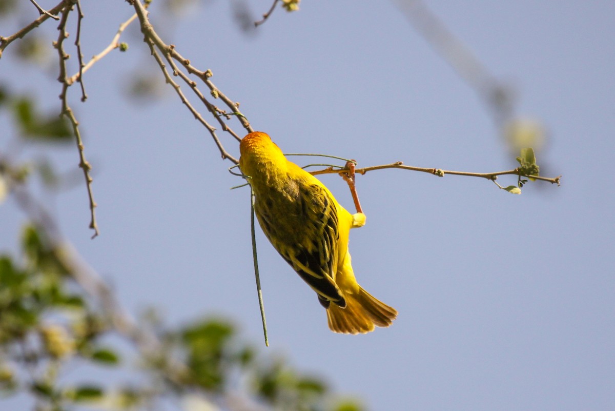 Vitelline Masked-Weaver - Tommy Pedersen