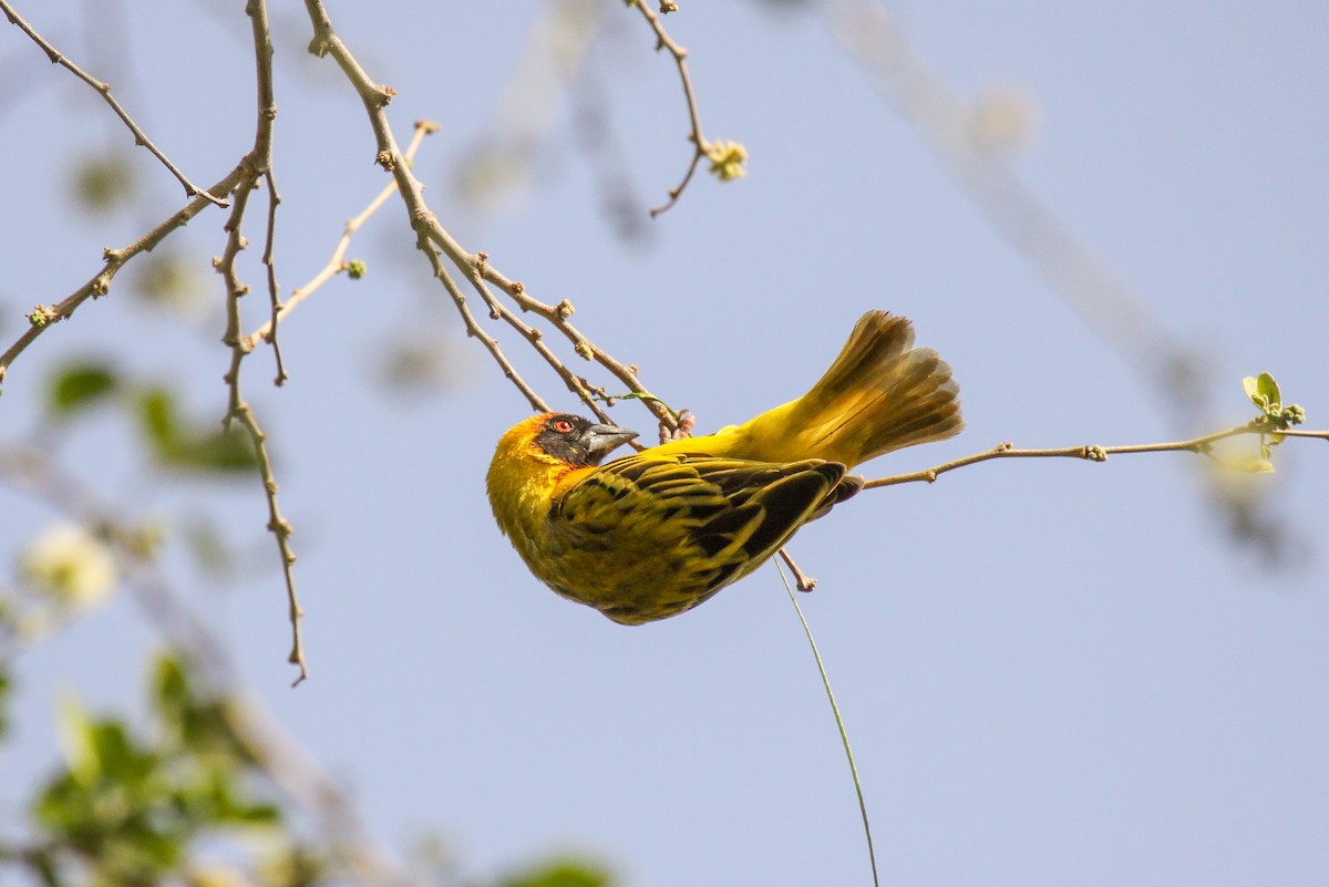 Vitelline Masked-Weaver - Tommy Pedersen