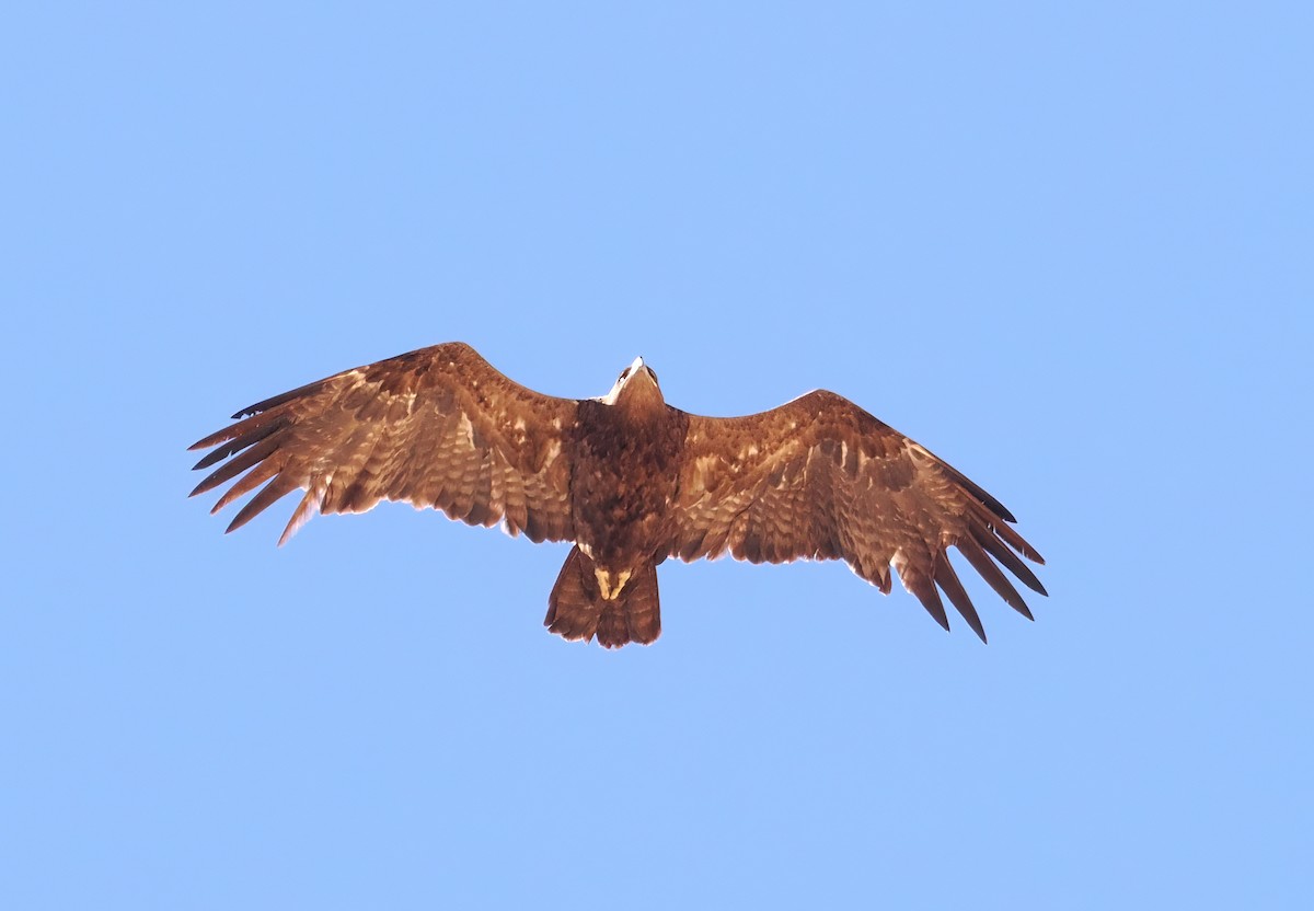 Águila Esteparia - ML551374741