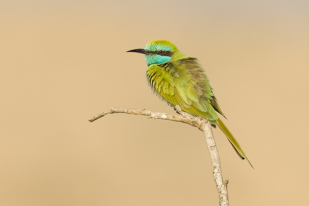 Arabian Green Bee-eater - ML551374931