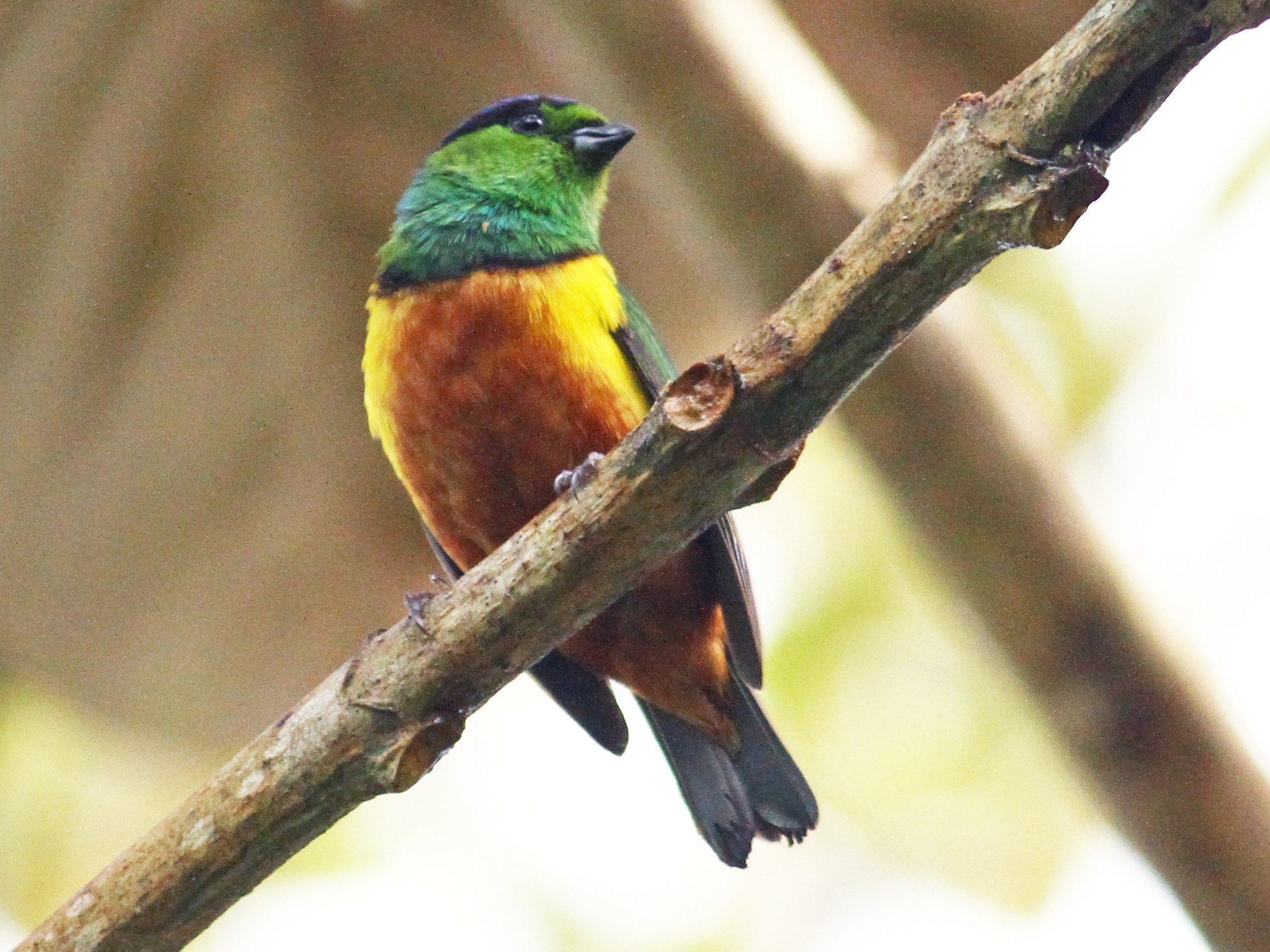Chestnut-breasted Chlorophonia - Anonymous