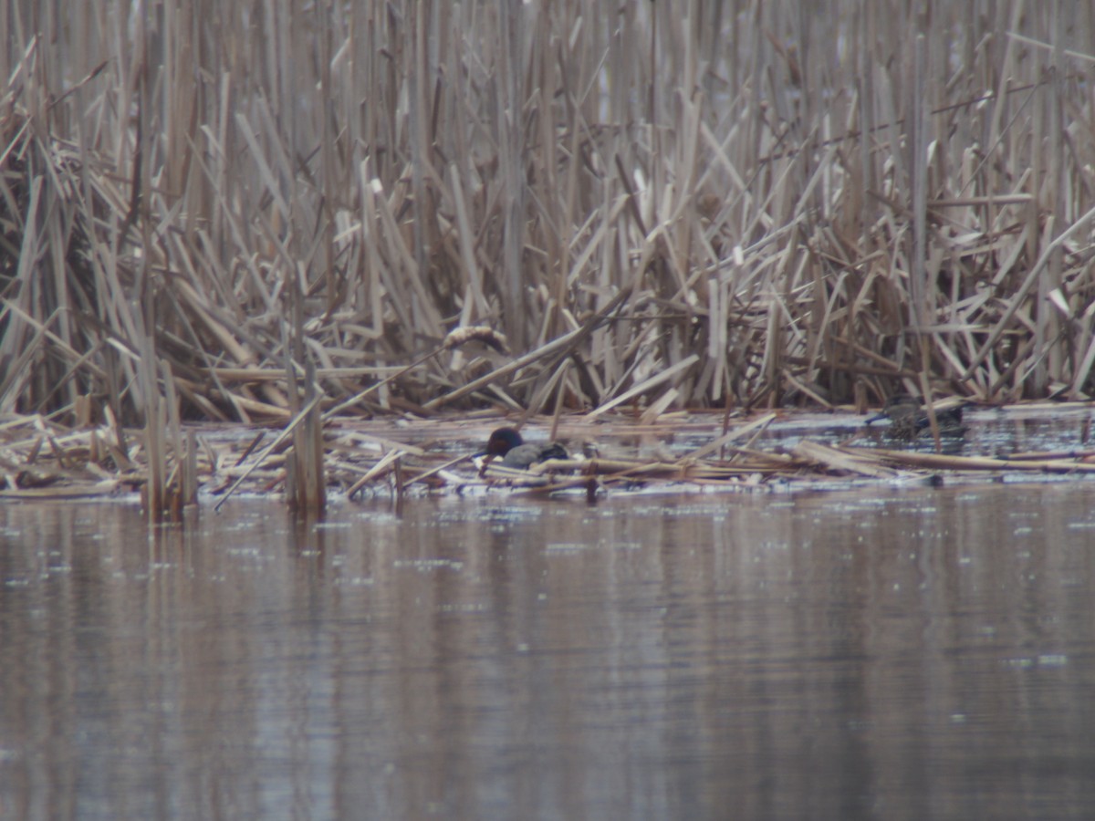 Green-winged Teal - ML551380101