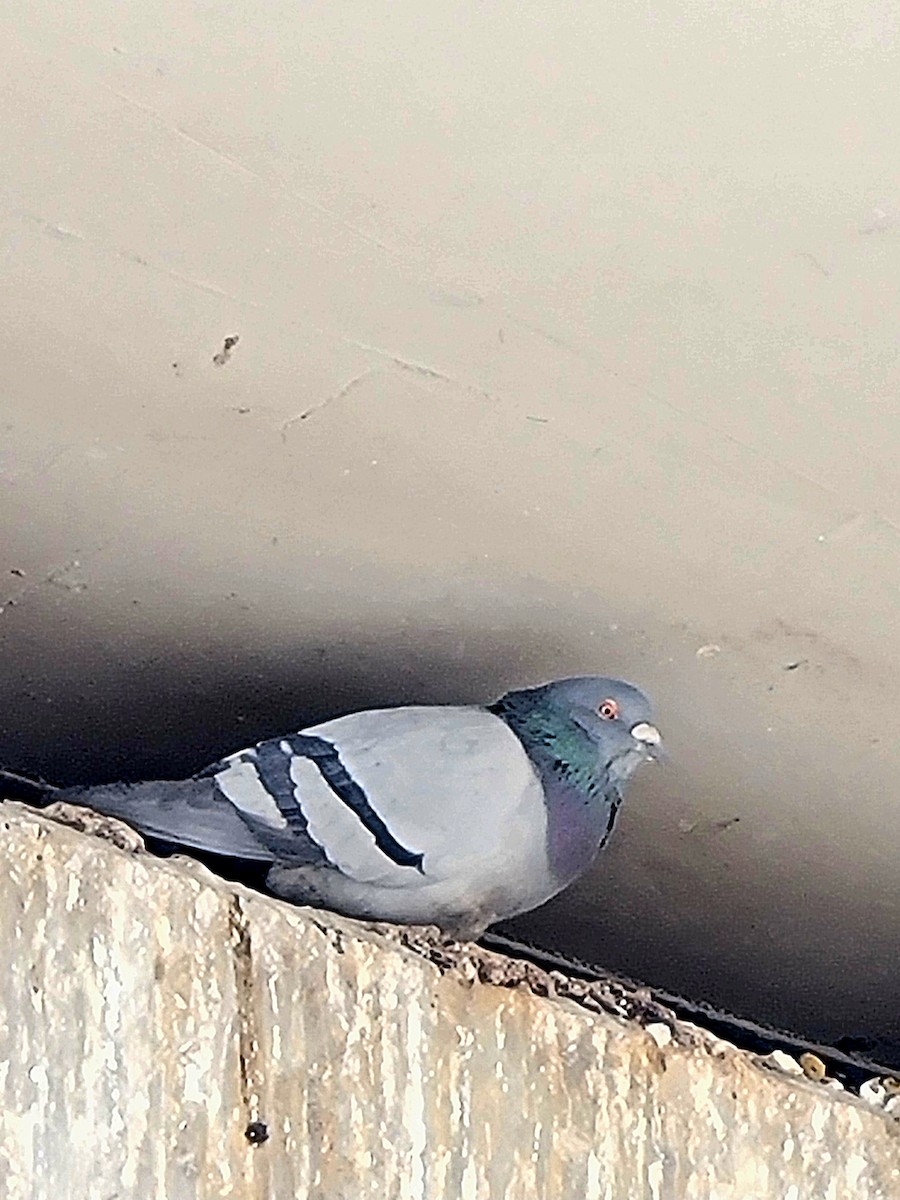 Pigeon biset (forme domestique) - ML551381421