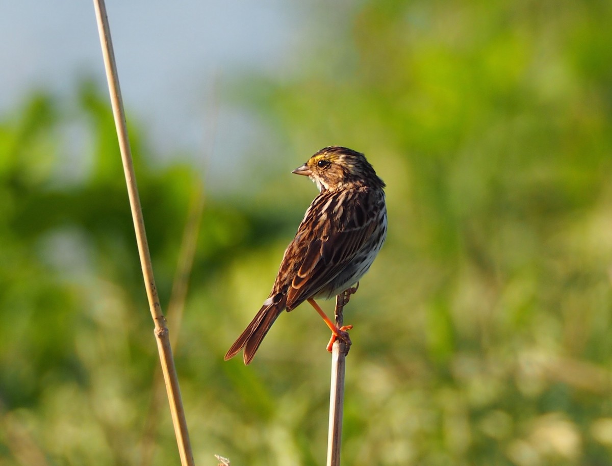Savannah Sparrow - Bob Foehring