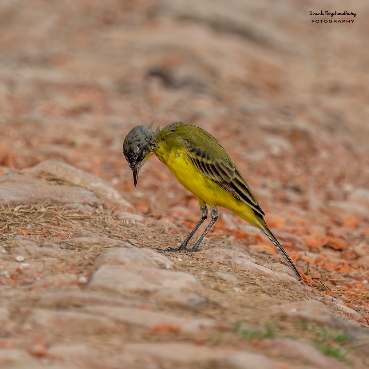 Eastern Yellow Wagtail - Souvik Roychoudhury
