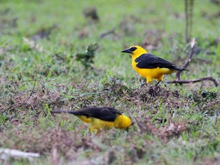 オオムクドリモドキ - eBird