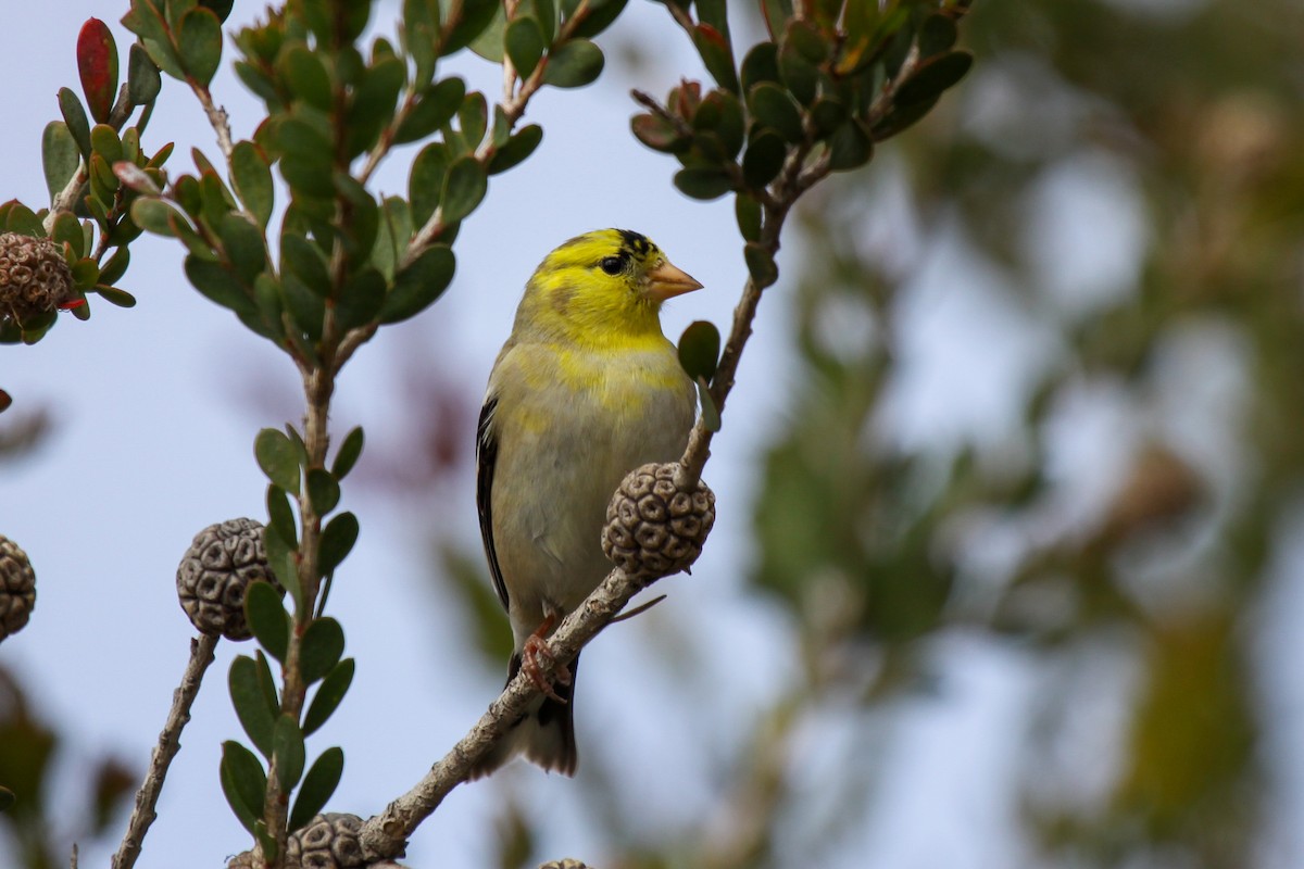 American Goldfinch - Tommy Pedersen