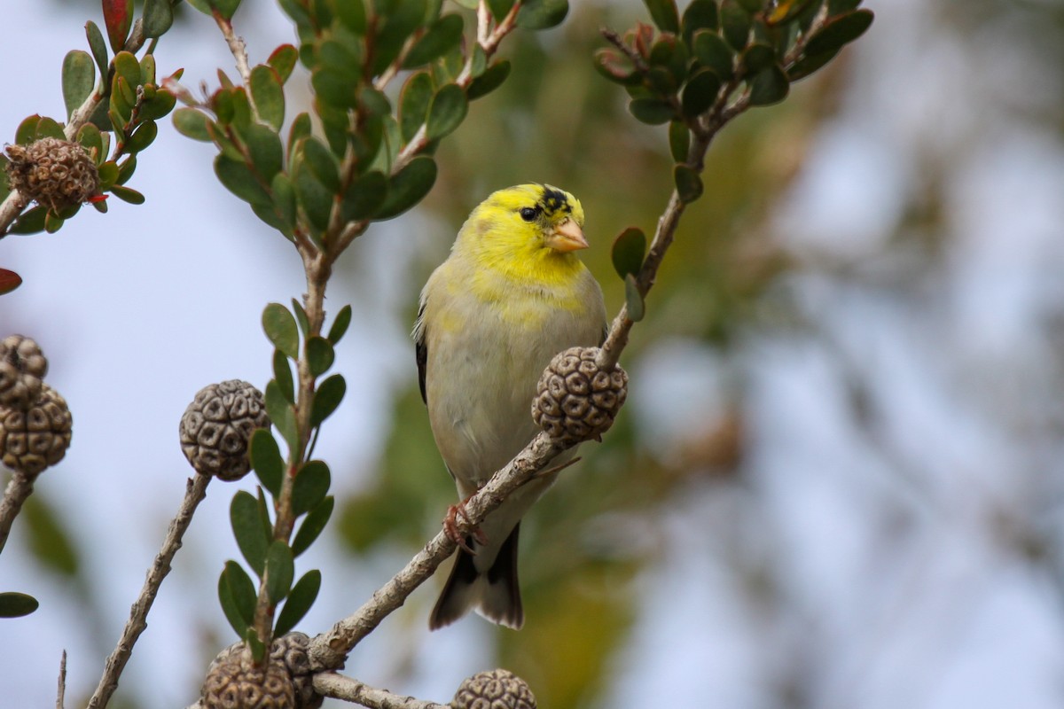 American Goldfinch - Tommy Pedersen