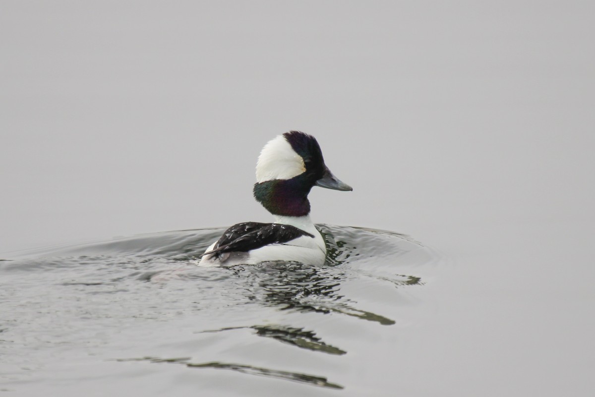 Bufflehead - Tommy Pedersen