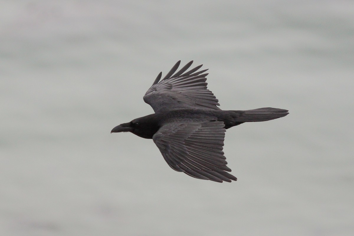 Grand Corbeau - ML551384351