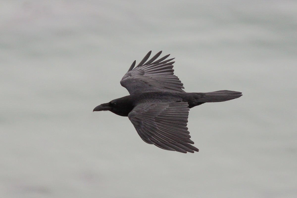 Common Raven - Tommy Pedersen