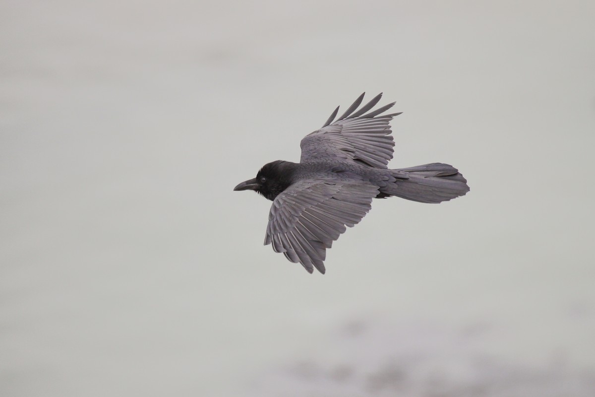 Grand Corbeau - ML551384361