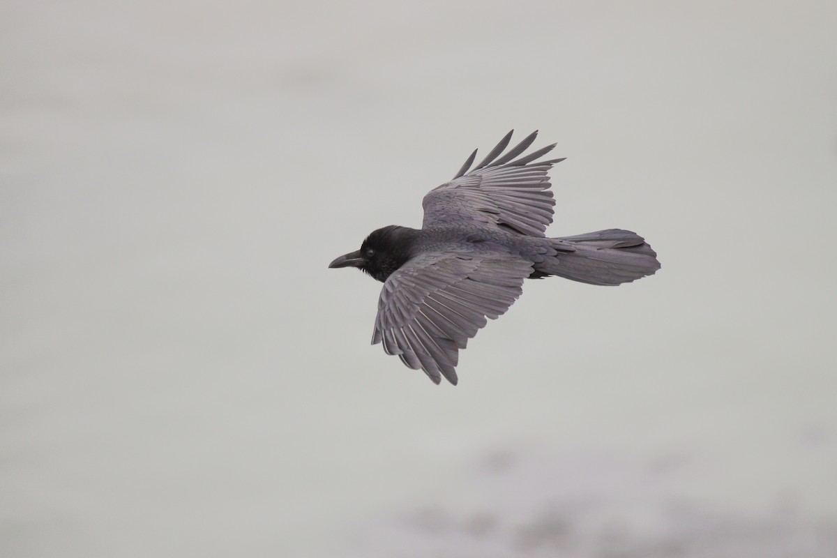 Common Raven - Tommy Pedersen