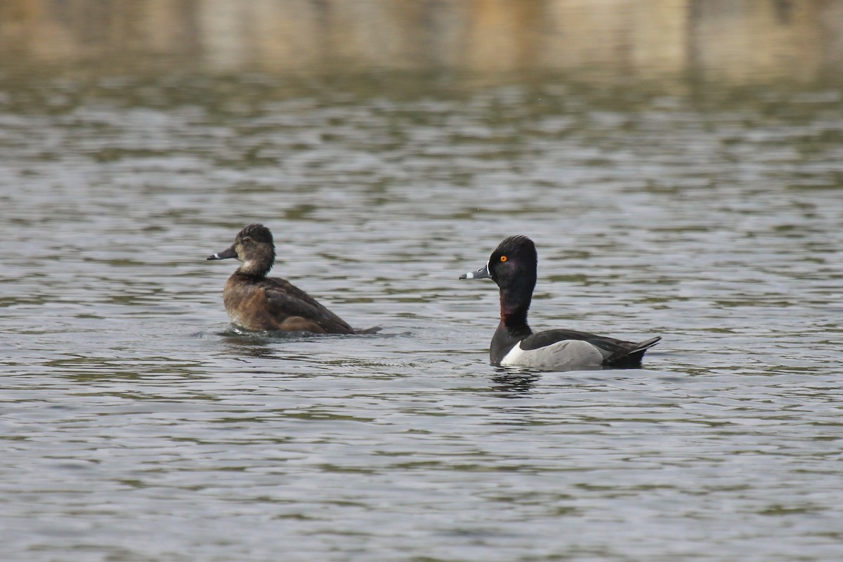 Ring-necked Duck - Tommy Pedersen