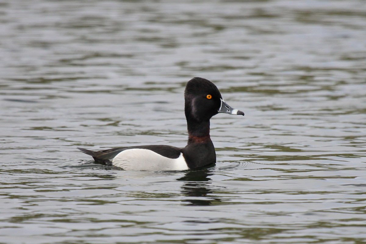 Ring-necked Duck - Tommy Pedersen