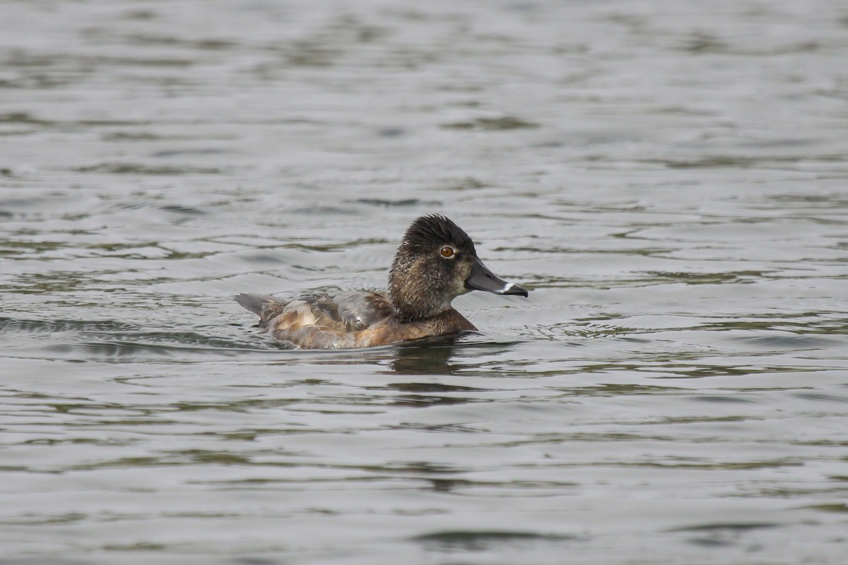 Ring-necked Duck - Tommy Pedersen