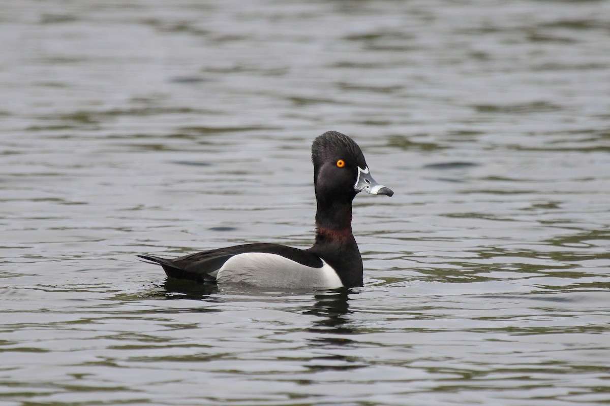 Ring-necked Duck - ML551384441