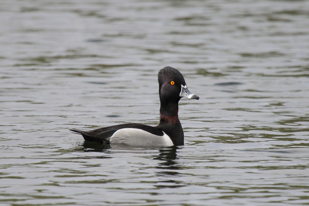 Ring-necked Duck - Tommy Pedersen