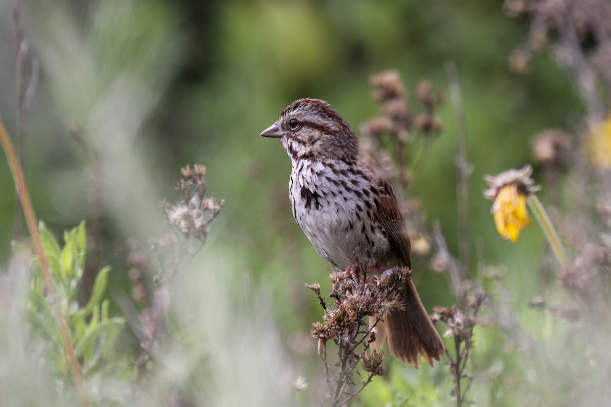 Song Sparrow - Tommy Pedersen