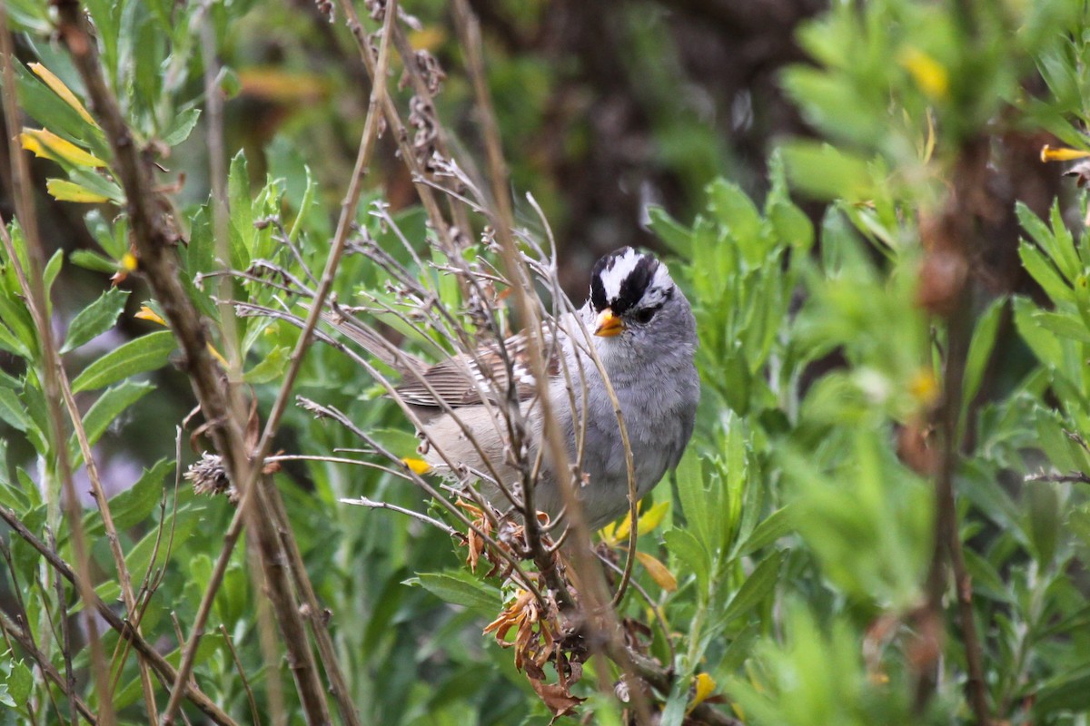 White-crowned Sparrow - ML551384531