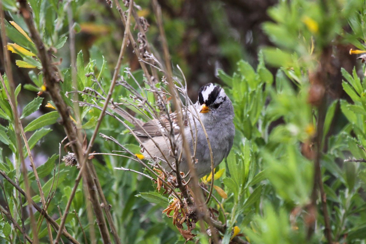 White-crowned Sparrow - Tommy Pedersen