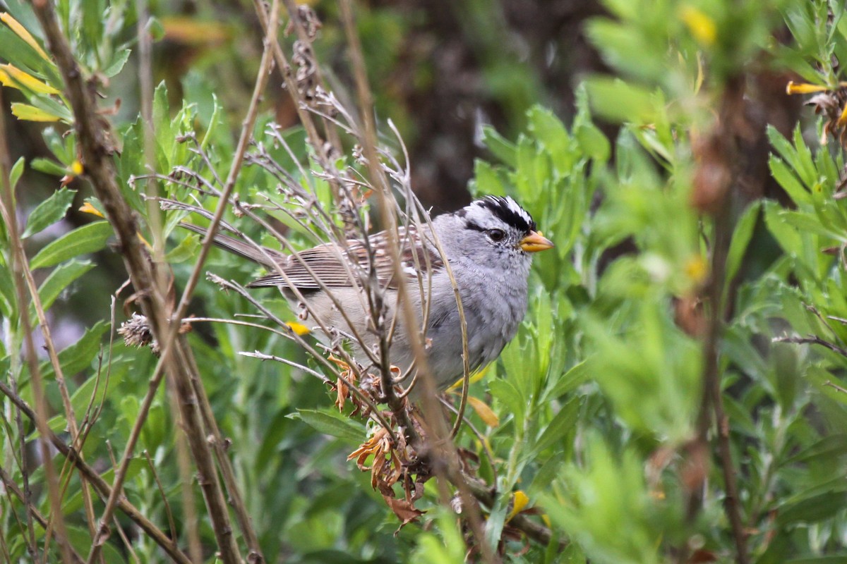 White-crowned Sparrow - ML551384541