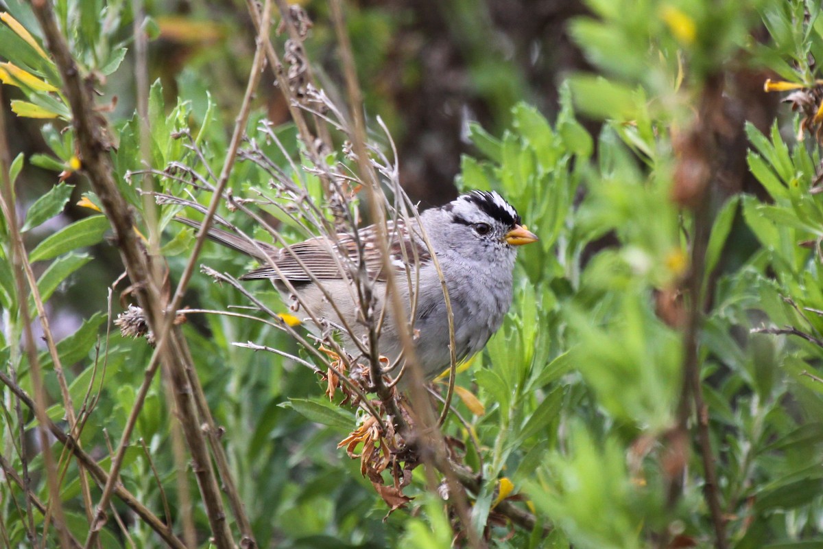 White-crowned Sparrow - Tommy Pedersen