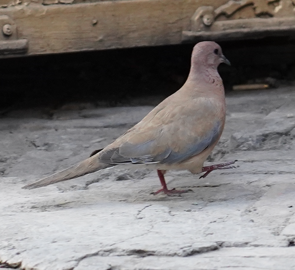 Laughing Dove - ML551385241