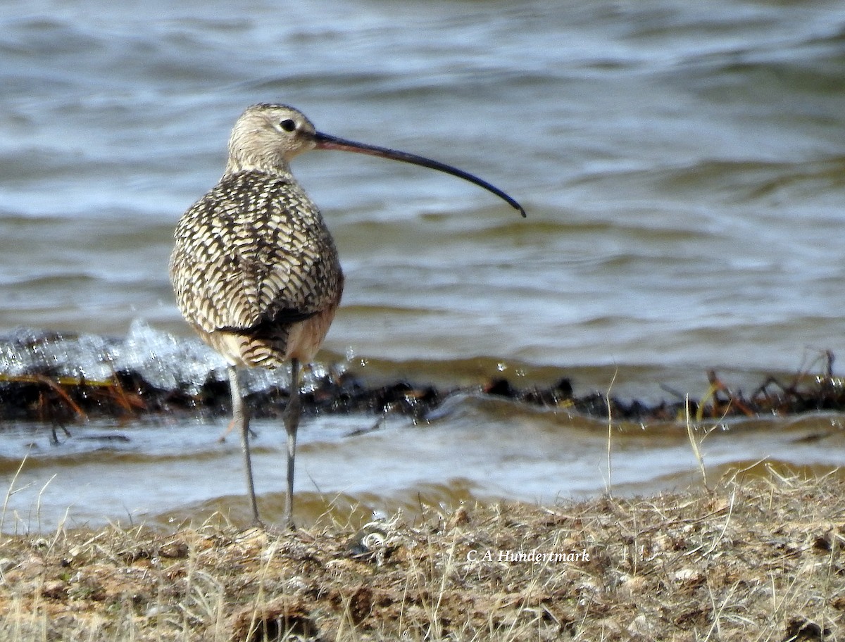 Long-billed Curlew - ML55138931