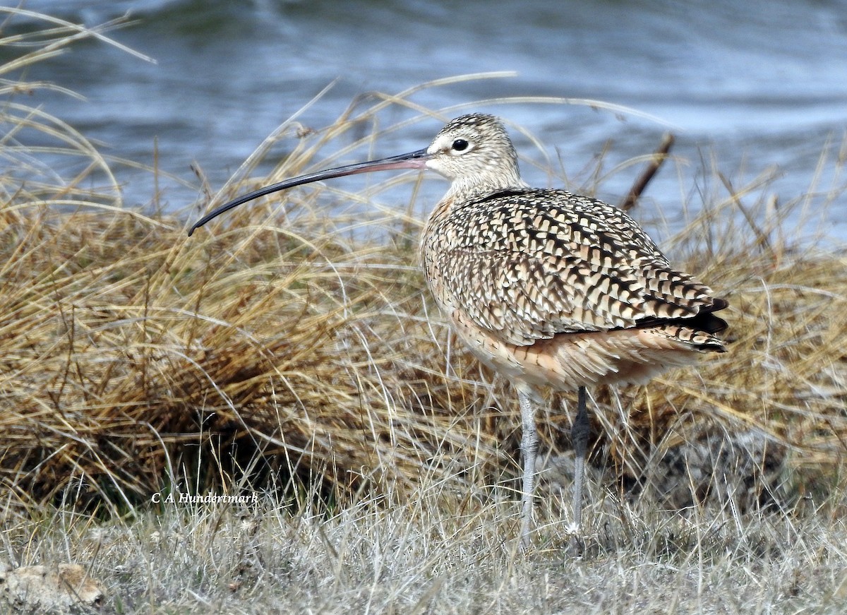 Long-billed Curlew - ML55138941