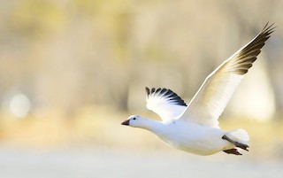 Ross's Goose, ML551390251