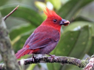  - Crested Ant-Tanager