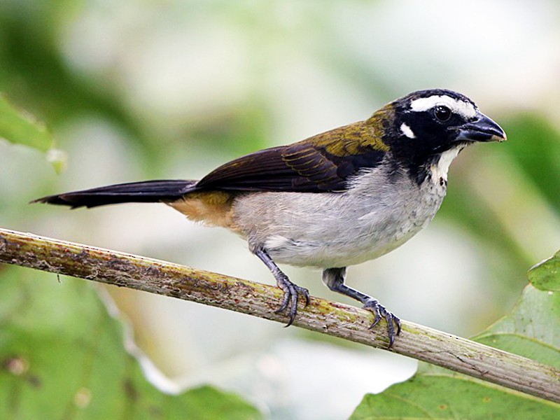 Black-winged Saltator - Tom Pavlik