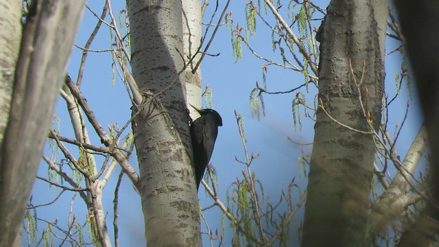 Black Woodpecker - ML551400531