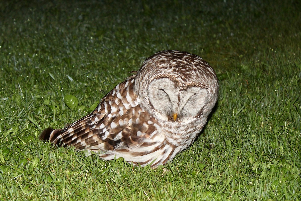 Barred Owl - ML551401911