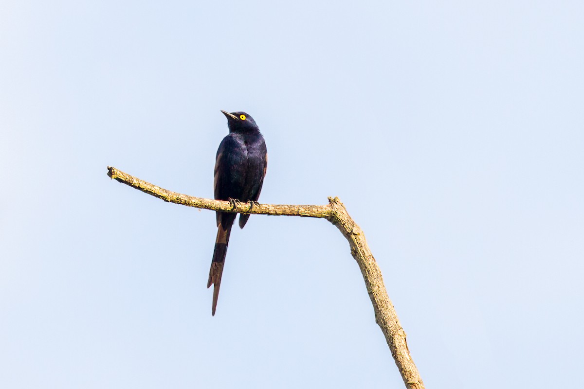 Narrow-tailed Starling - ML551404981
