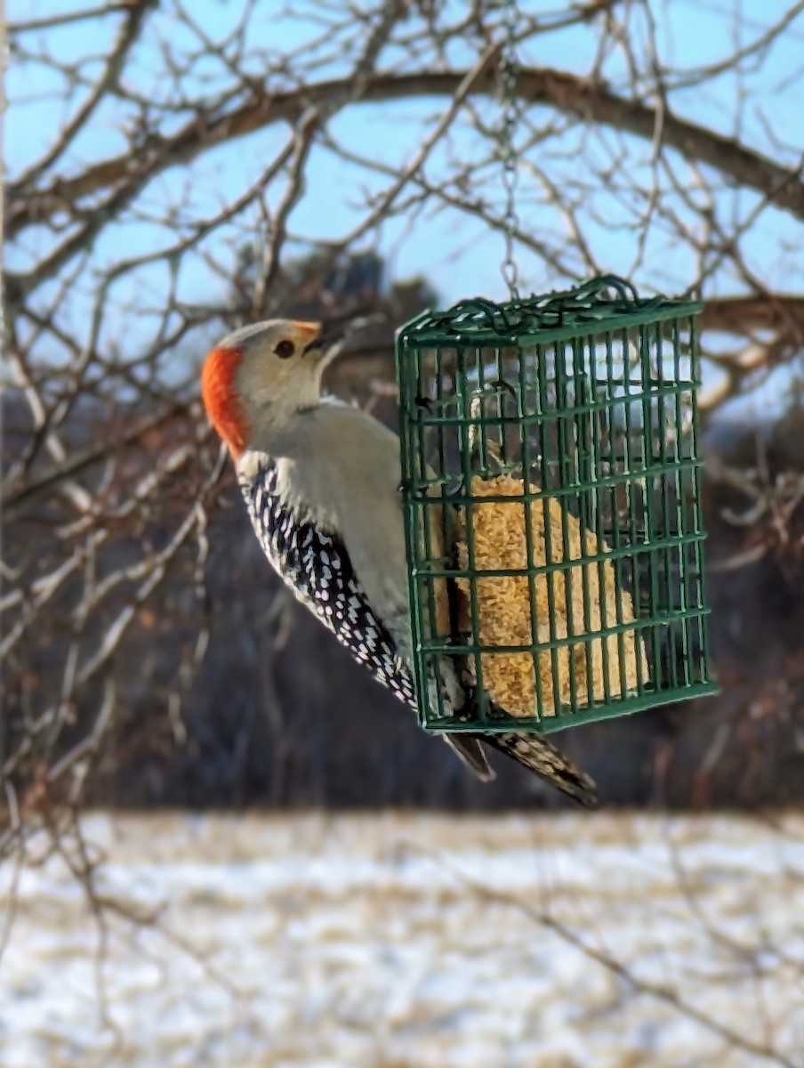 Red-bellied Woodpecker - ML551405411