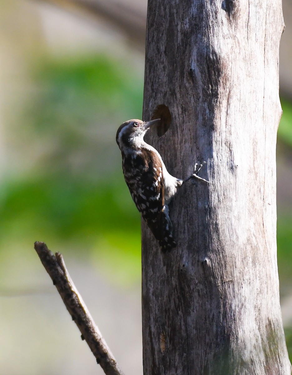 Brown-capped Pygmy Woodpecker - ML551407661