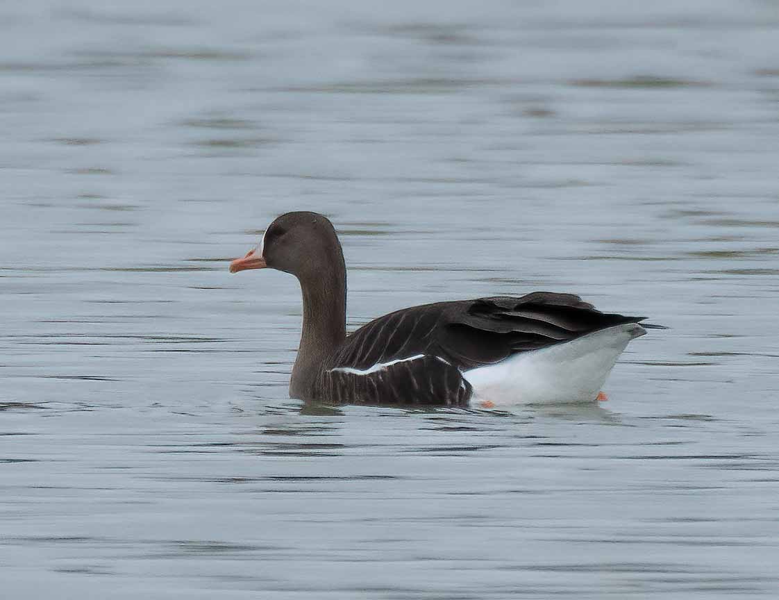 Greater White-fronted Goose - ML551410691