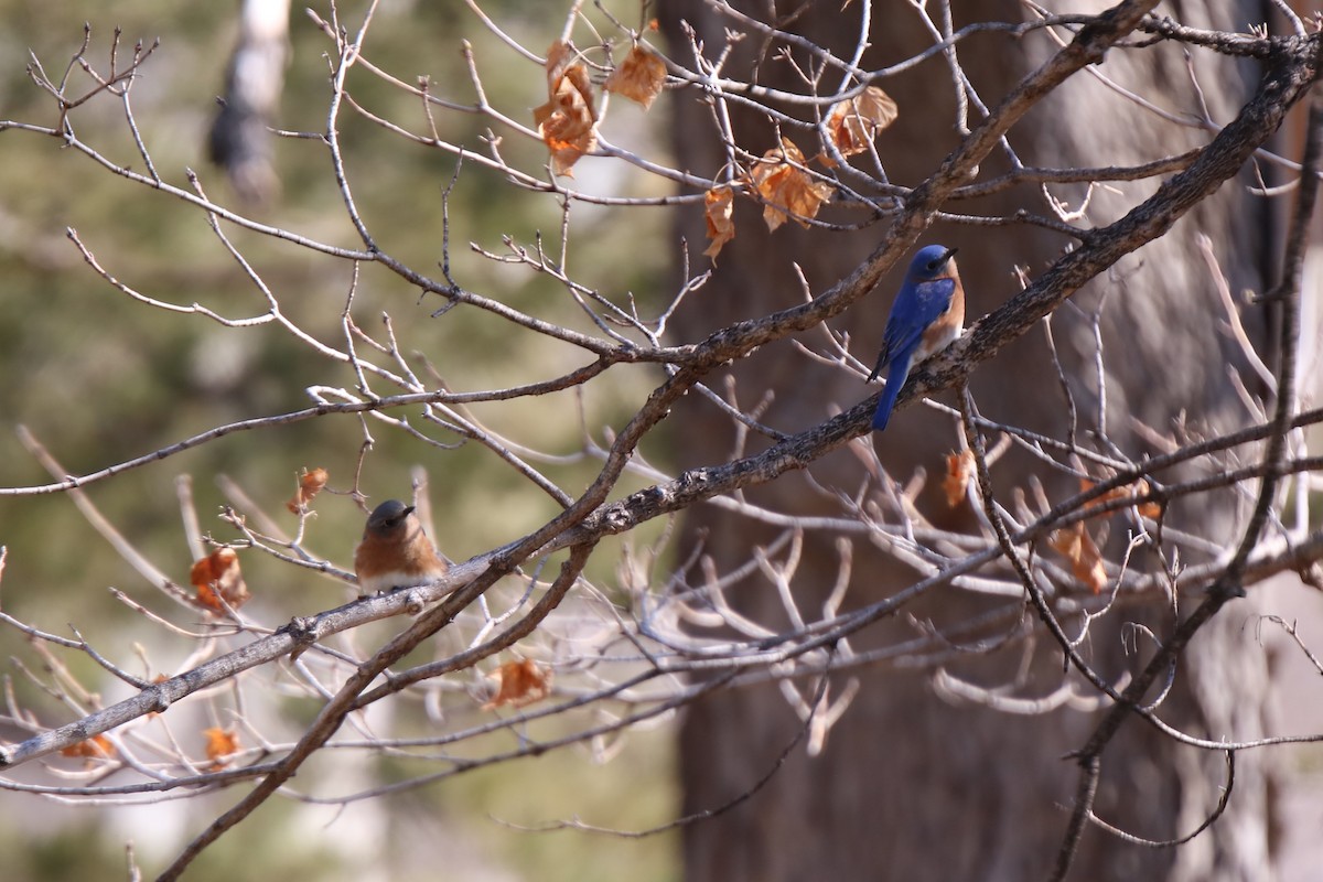 Eastern Bluebird - Colby Karnei