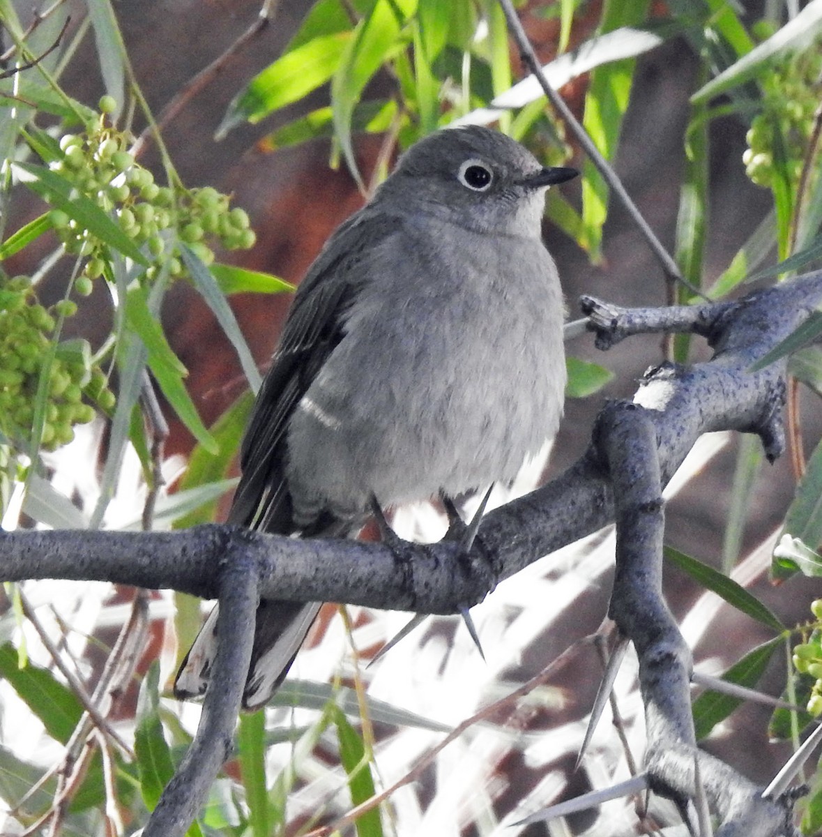 Townsend's Solitaire - Julian Donahue