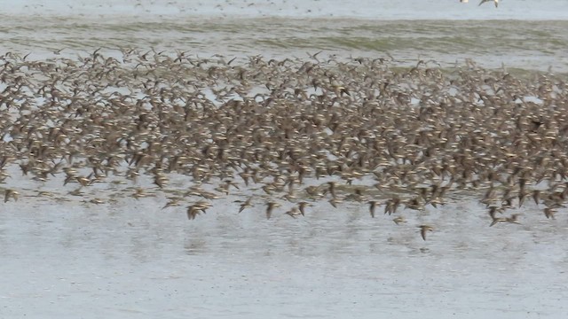 Western Sandpiper - ML551415981