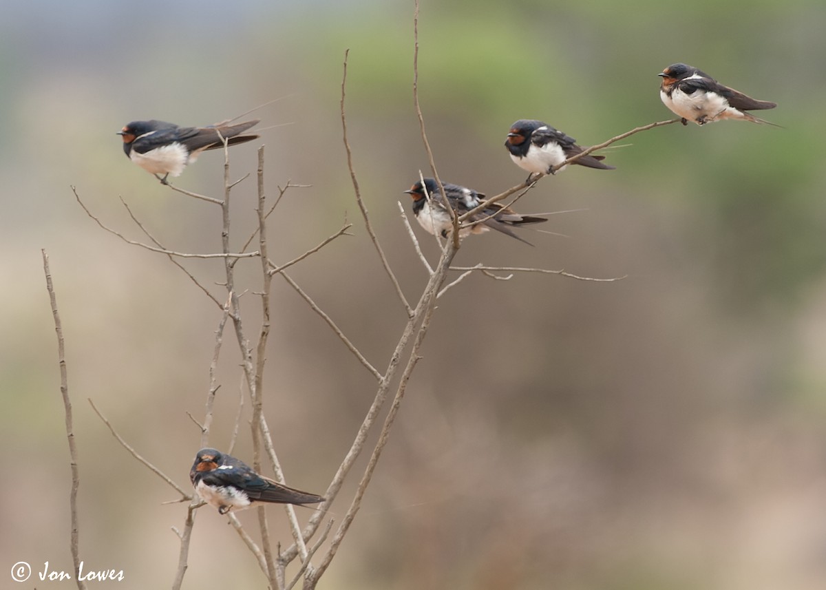 Barn Swallow (White-bellied) - Jon Lowes