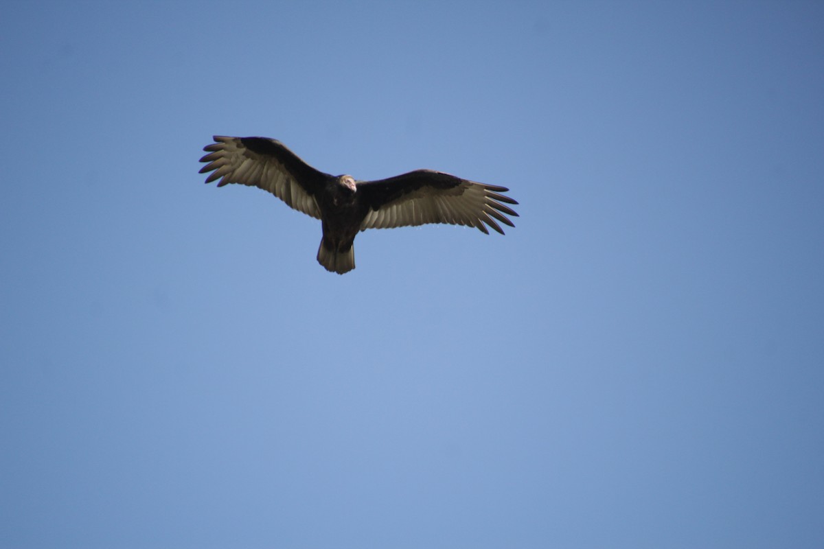 Turkey Vulture - ML551418861