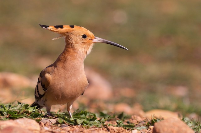 <em class="SciName notranslate">Upupa epops epops</em>, Frontal View. - Eurasian Hoopoe - 