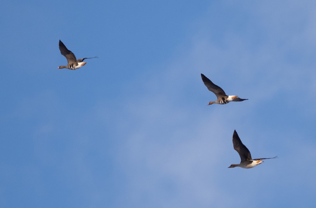 Greater White-fronted Goose - ML551421691