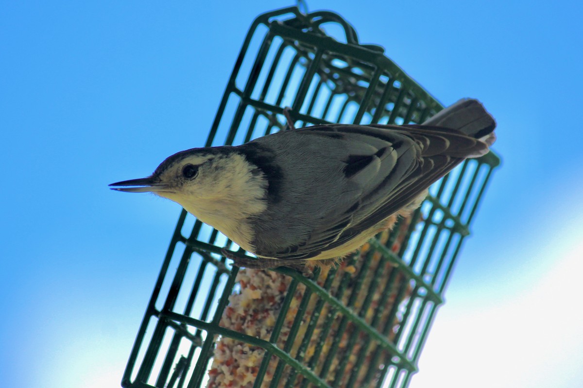 White-breasted Nuthatch - ML551423081