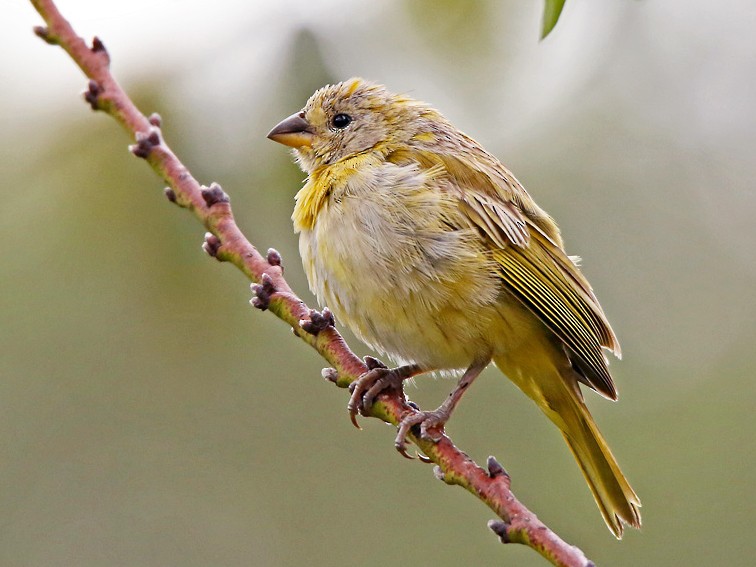 Saffron Finch - Roger Ahlman